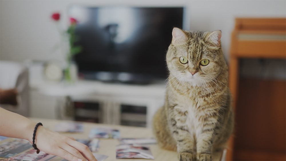 猫と一緒にご自宅でプロフィールムービーの撮影